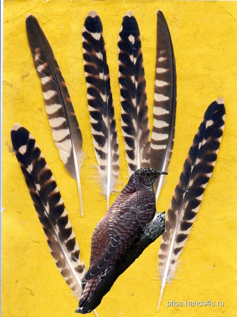 Разновидности перьев (81 фото)
