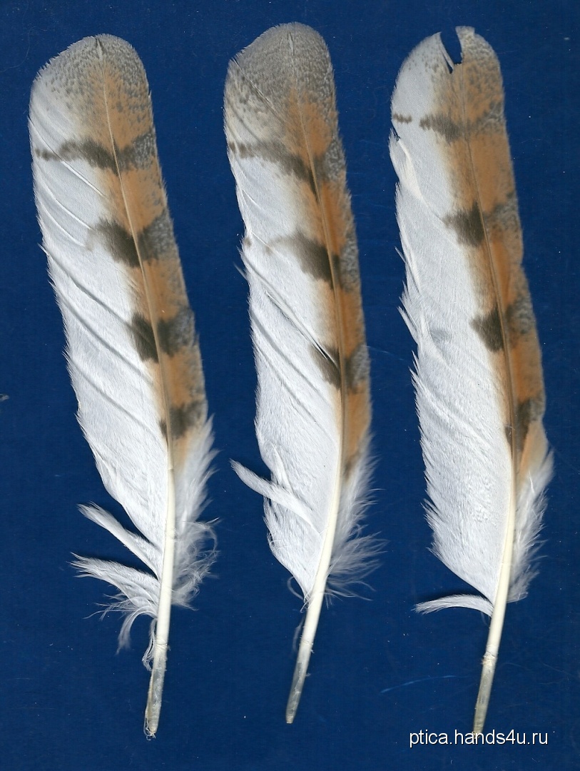 6 причин купить перья для рукоделия в Доме Бусин