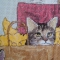 Купить Вышитая картина Коты в мешках, Животные, Картины и панно ручной работы. Мастер Екатерина Николсон (e-nicholson) . 