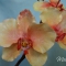Купить Орхидея из холодного фарфора, Полимерная глина, Цветы, Цветы и флористика ручной работы. Мастер Эмилия Мемили (Memili) . 