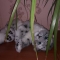 Купить Снежный барс, Коты, Зверята, Куклы и игрушки ручной работы. Мастер Анастасия Горшкова (Anastasiya87) .