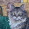 Купить Вышитая картина Коты в мешках, Животные, Картины и панно ручной работы. Мастер Екатерина Николсон (e-nicholson) . 
