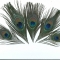 Купить ГлазкИ перьев павлина, Перья, Другие виды рукоделия ручной работы. Мастер Птица Летящая (Ptica) . 