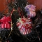 Купить Новогодние шапочки на елку, Елочные украшения, Новый год, Подарки к праздникам ручной работы. Мастер Анастасия  (Sara) . 