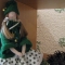 Купить Новогодняя Тильда, Куклы Тильды, Куклы и игрушки ручной работы. Мастер Наталия Каталина (kanape) . тильда