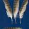 Купить Перья для рукоделия - 12, Перья, Другие виды рукоделия ручной работы. Мастер Птица Летящая (Ptica) . 