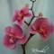Купить Орхидея из холодного фарфора, Полимерная глина, Цветы, Цветы и флористика ручной работы. Мастер Эмилия Мемили (Memili) . 