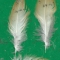 Купить Перья для рукоделия - 12, Перья, Другие виды рукоделия ручной работы. Мастер Птица Летящая (Ptica) . 