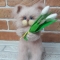 Купить Кот вязаный Спешу поздравить Вас, Коты, Зверята, Куклы и игрушки ручной работы. Мастер Анна Воробьева (Vorobyeva72-) . кот