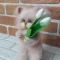 Купить Кот вязаный Спешу поздравить Вас, Коты, Зверята, Куклы и игрушки ручной работы. Мастер Анна Воробьева (Vorobyeva72-) . котик