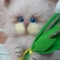 Купить Кот вязаный Спешу поздравить Вас, Коты, Зверята, Куклы и игрушки ручной работы. Мастер Анна Воробьева (Vorobyeva72-) . кот вязаный