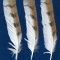 Купить Перья для рукоделия - 12, Перья, Другие виды рукоделия ручной работы. Мастер Птица Летящая (Ptica) . натуральные перья