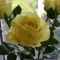 Купить Розы из холодного фарфора ручной работы, Полимерная глина, Цветы, Цветы и флористика ручной работы. Мастер Анна Иванова (flowers88) . цветы