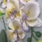 Купить Нежность, Картины цветов, Картины и панно ручной работы. Мастер любовь солдатова (soldatova-67) . орхидея